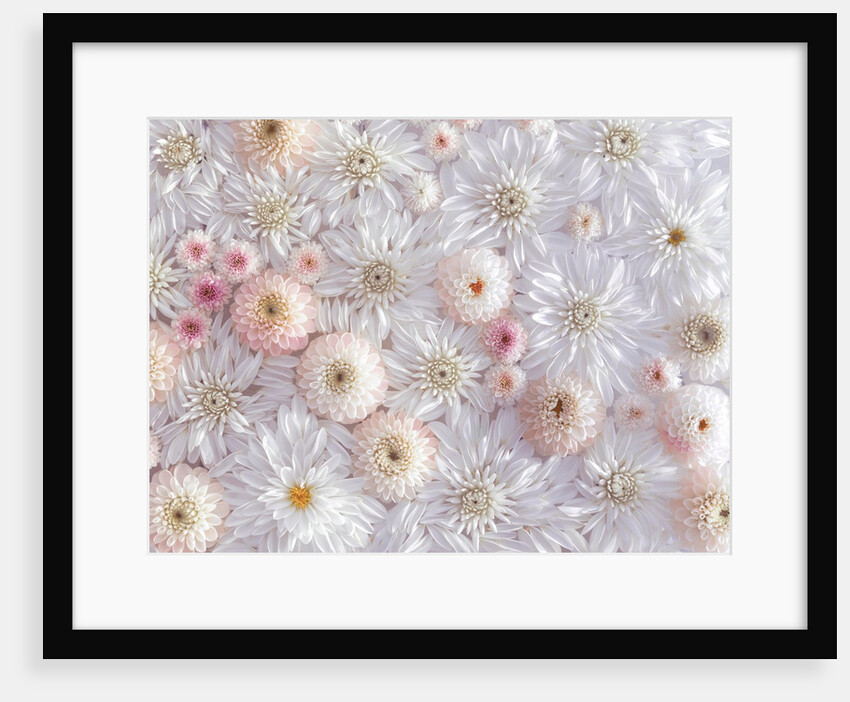 Dahlia flowers by Assaf Frank